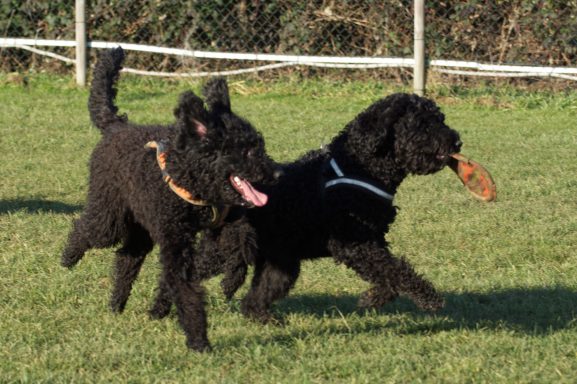 Barbet